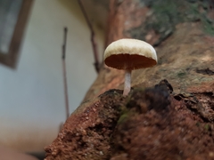 Gymnopilus