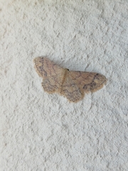 Idaea subsaturata