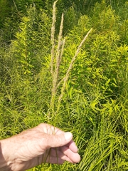 Calamagrostis inexpansa
