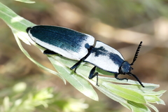 Chalcolepidius webbi
