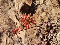 Aloe grandidentata