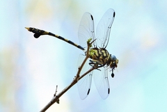 Ictinogomphus ferox