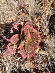 Aloe grandidentata