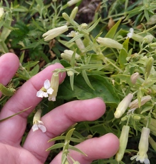 Silene procumbens