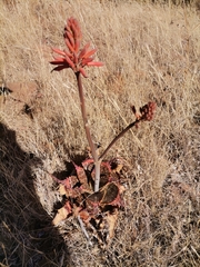 Aloe grandidentata