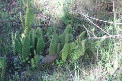 Opuntia puberula