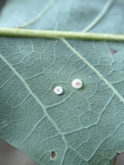 Neuroterus umbilicatus