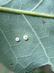 Neuroterus umbilicatus