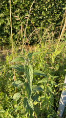Urtica dioica