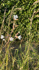Silene latifolia