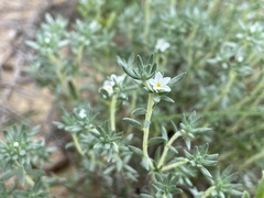 Euploca confertifolia