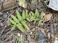 Asclepias prostrata