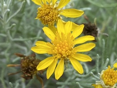 Thymophylla tephroleuca