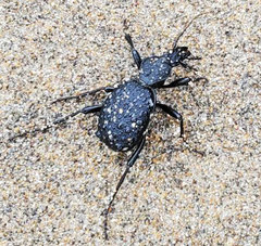 Cychrus tuberculatus