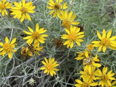 Thymophylla tephroleuca