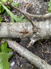 Tanyptera