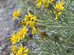 Thymophylla tephroleuca