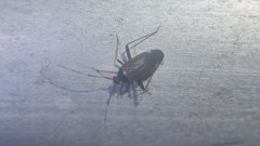 Adelphocoris triannulatus