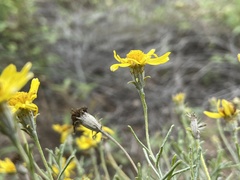 Thymophylla tephroleuca