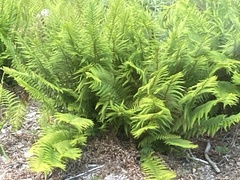 Dryopteris affinis