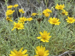 Thymophylla tephroleuca