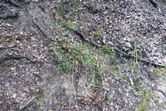 Anisotome filifolia