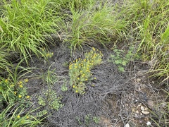 Thymophylla tephroleuca