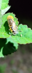 Eristalinus quinquestriatus