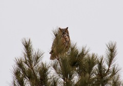 Bubo virginianus virginianus