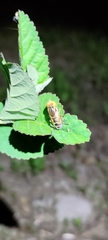 Eristalinus quinquestriatus
