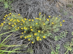 Thymophylla tephroleuca