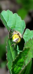 Eristalinus quinquestriatus
