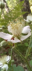 Rubus castellarnaui