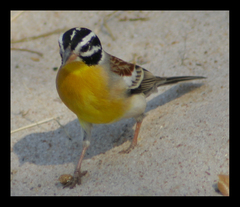 Emberiza flaviventris