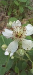 Rubus castellarnaui