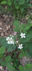 Rubus castellarnaui