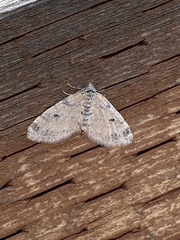 Lobophora
