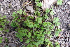 Acaena profundeincisa