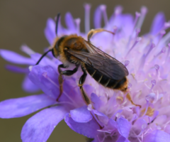 Andrena hattorfiana