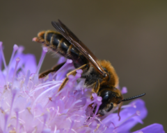Andrena hattorfiana