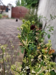 Graphosoma italicum italicum