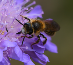 Andrena hattorfiana