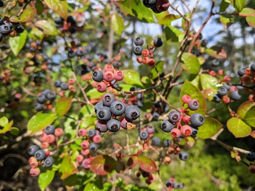 Vaccinium corymbosum, photographed by an iNaturalist contributor