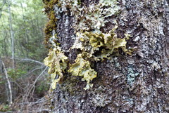 Yarrumia colensoi