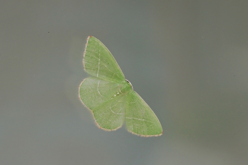 Single-lined Emerald photo 5