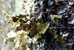 Yarrumia colensoi