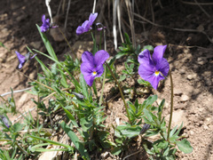 Viola bubanii