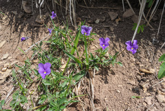 Viola bubanii