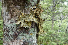 Yarrumia colensoi