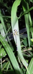 Leptogomphus sauteri